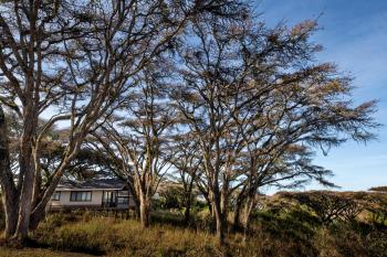 Ngorongoro Lion's Paw Camp