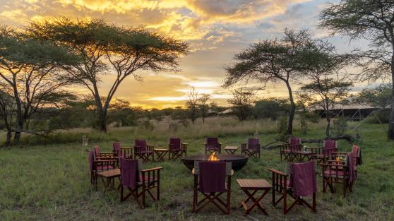 Serengeti Acacia Bliss