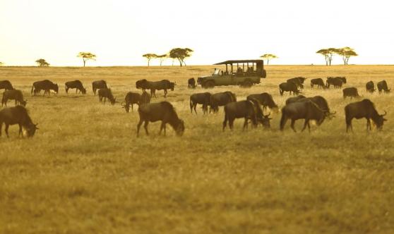  Serengeti Acacia Bliss Safari