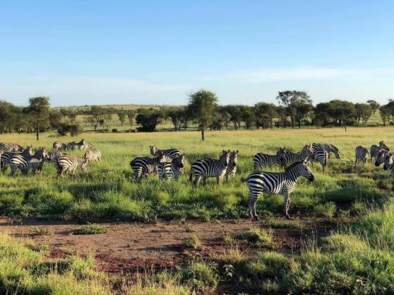 Serengeti Acacia Bliss Safari