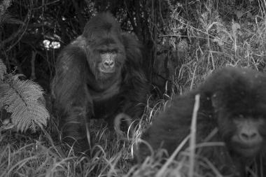 Mgahinga Gorilla National Park.