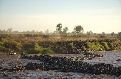 When to Catch the Serengeti Migration: How to Plan Your Trip