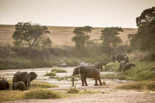 Big Five Safari & Beach Retreat in Kenya & Zanzibar (8 Nights)